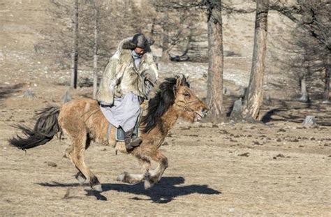 yamnaya folket|How ancient herders rewrote northern Europeans’ genetic story